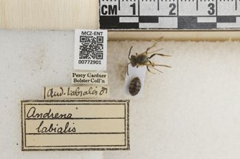 Media type: image;   Entomology 772901 Aspect: Labels